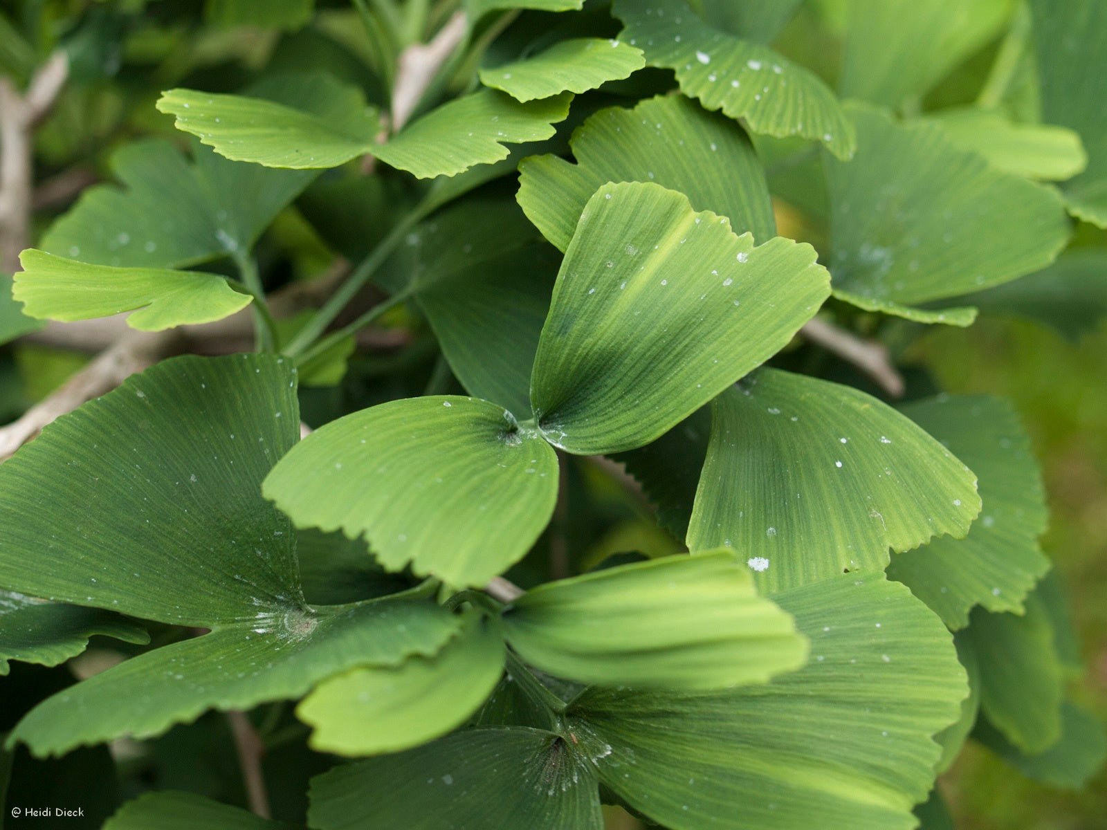 Ginkgo biloba 'D. J.s Bow Tie' - Herrenkamper Gärten - Pflanzenraritäten