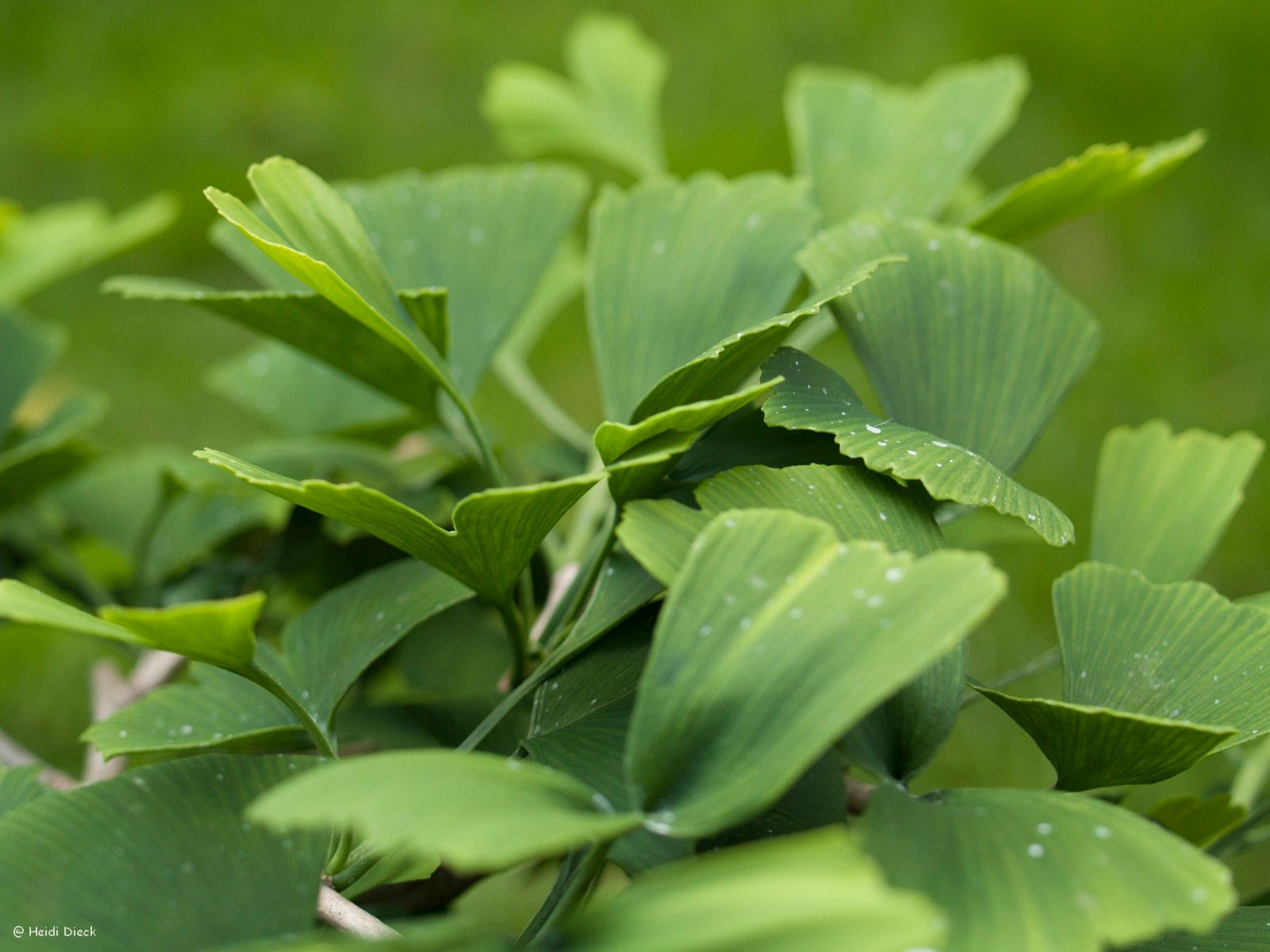 Ginkgo biloba 'D. J.s Bow Tie' - Herrenkamper Gärten - Pflanzenraritäten