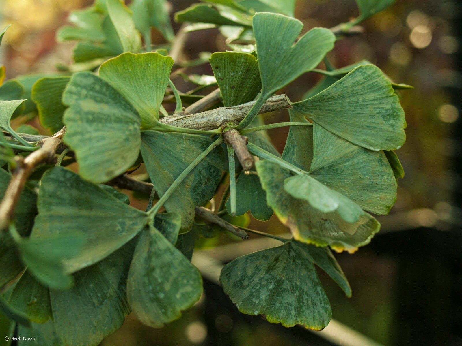 Ginkgo biloba 'D. J.s Bow Tie' - Herrenkamper Gärten - Pflanzenraritäten