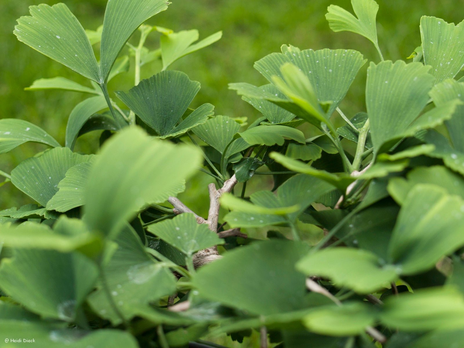 Ginkgo biloba 'D. J.s Bow Tie' - Herrenkamper Gärten - Pflanzenraritäten