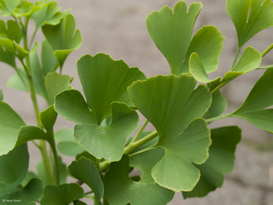 Ginkgo biloba 'David' - Herrenkamper Gärten - Pflanzenraritäten