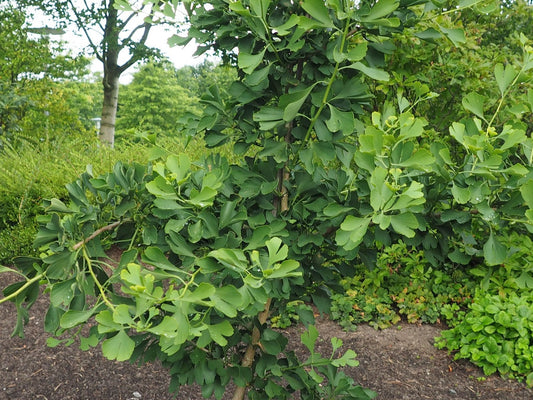 Ginkgo biloba 'Denise' - Herrenkamper Gärten - Pflanzenraritäten