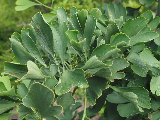 Ginkgo biloba 'Denise' - Herrenkamper Gärten - Pflanzenraritäten