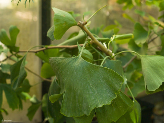 Ginkgo biloba 'Dist' - Herrenkamper Gärten - Pflanzenraritäten