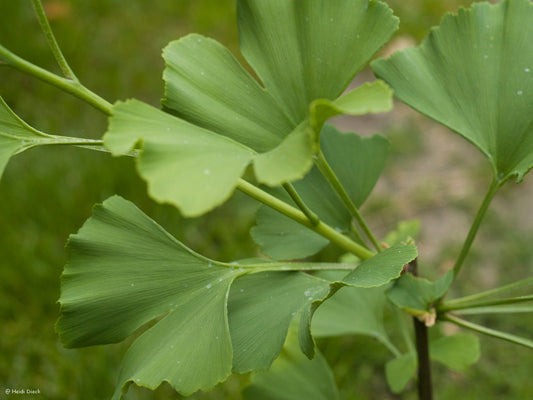 Ginkgo biloba 'Dr. Gerd Krüssmann' - Herrenkamper Gärten - Pflanzenraritäten