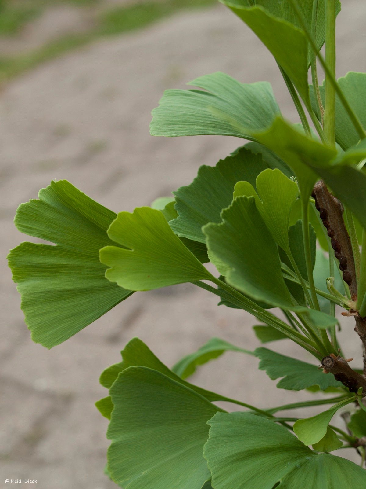 Ginkgo biloba 'Elmwood' - Herrenkamper Gärten - Pflanzenraritäten