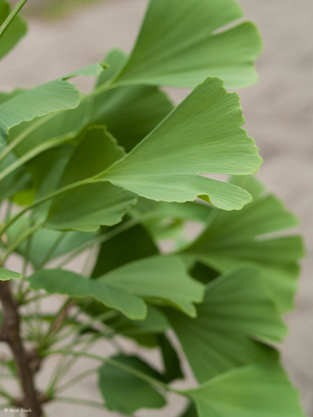 Ginkgo biloba 'Elmwood' - Herrenkamper Gärten - Pflanzenraritäten