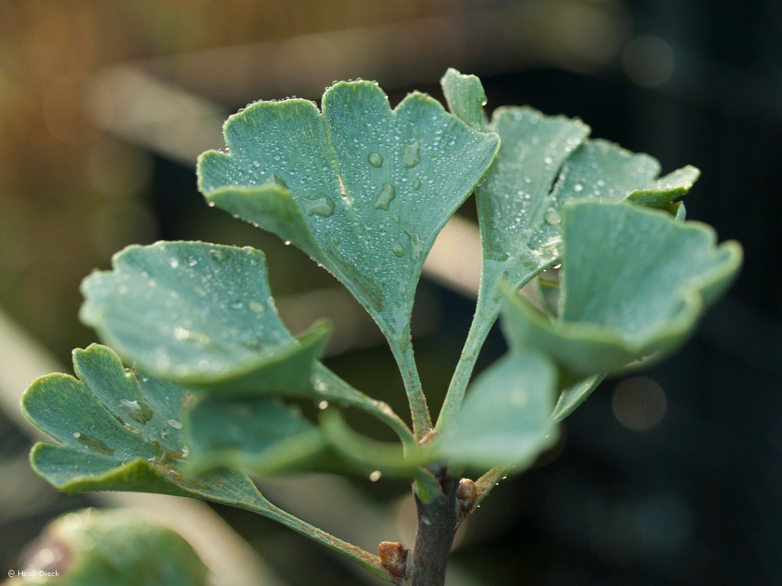 Ginkgo biloba 'Elmwood' - Herrenkamper Gärten - Pflanzenraritäten