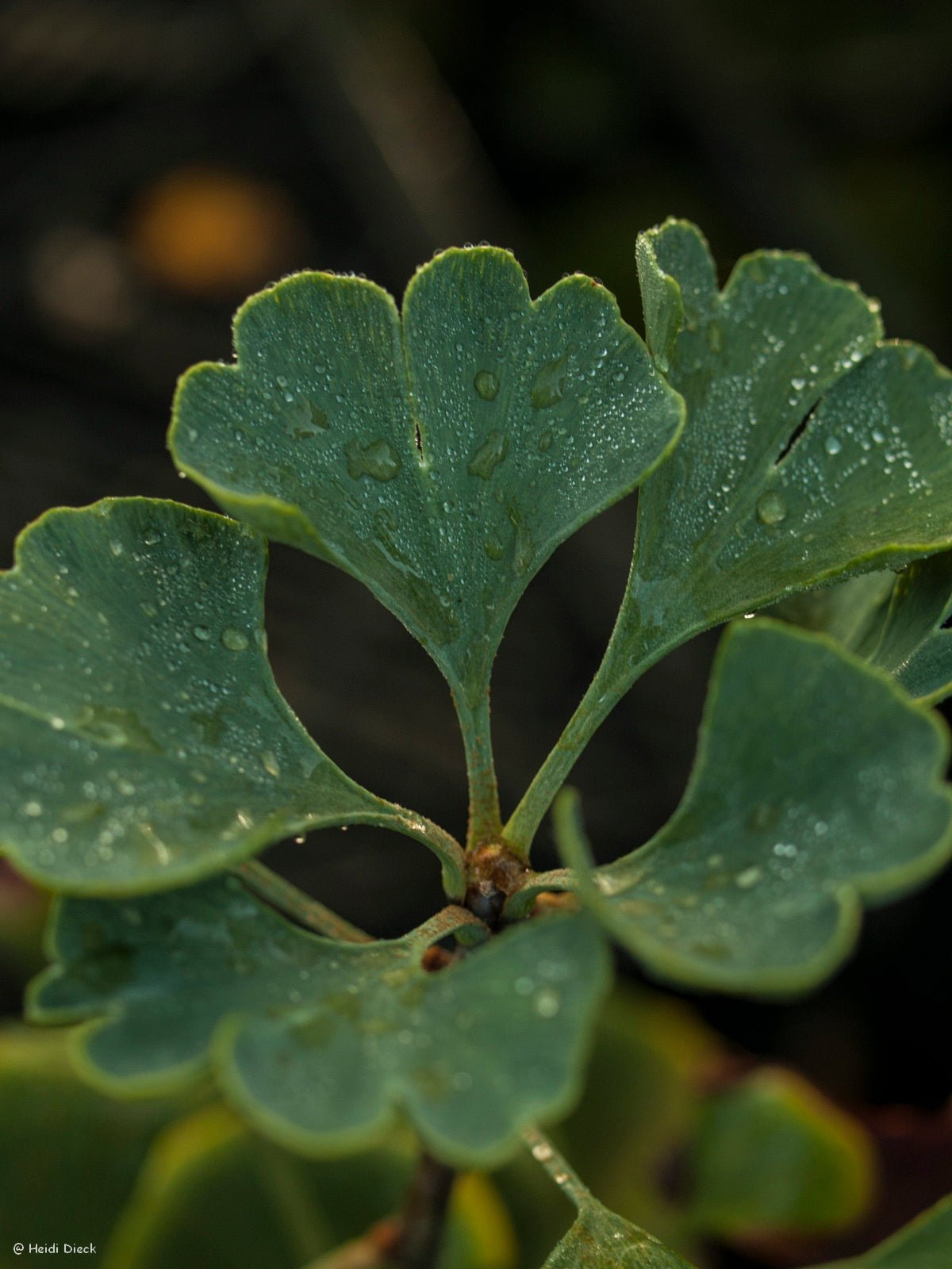 Ginkgo biloba 'Elmwood' - Herrenkamper Gärten - Pflanzenraritäten