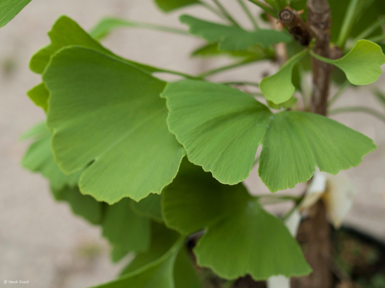 Ginkgo biloba 'Elmwood' - Herrenkamper Gärten - Pflanzenraritäten