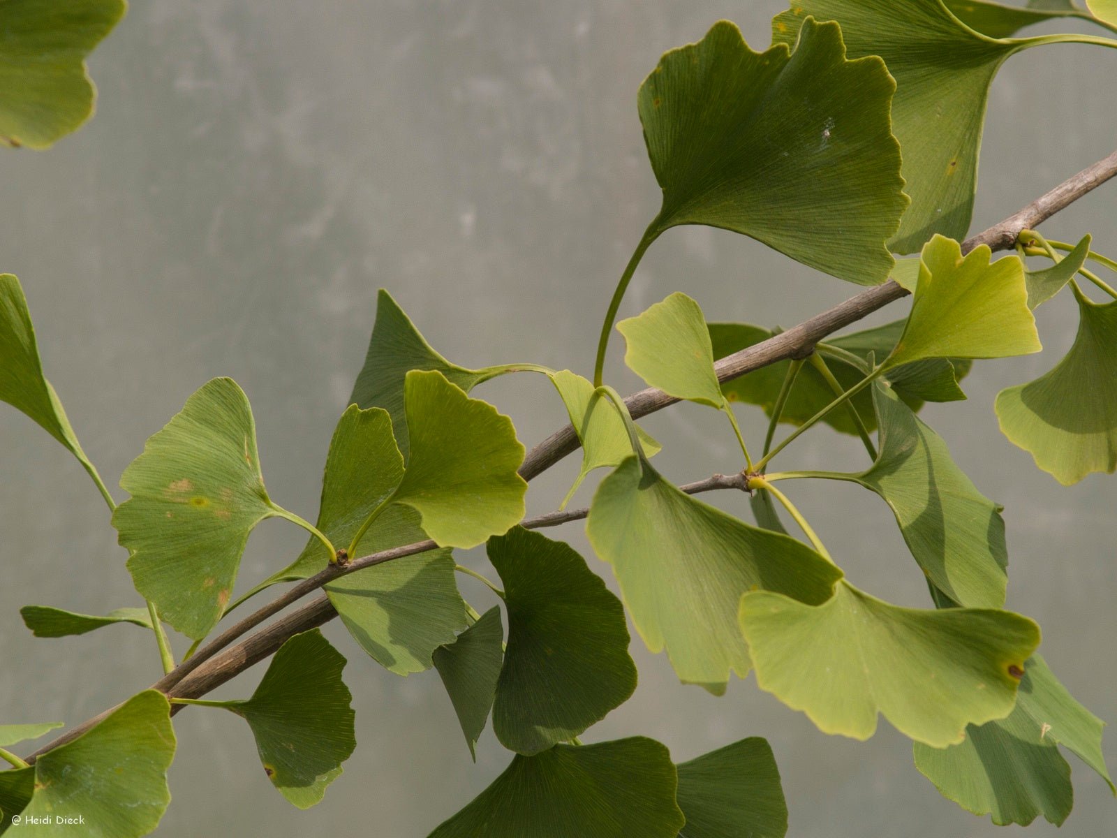 Ginkgo biloba 'Golden Girl' - Herrenkamper Gärten - Pflanzenraritäten