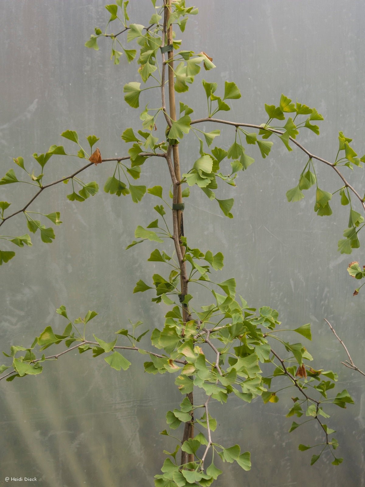 Ginkgo biloba 'Green Pagoda' - Herrenkamper Gärten - Pflanzenraritäten