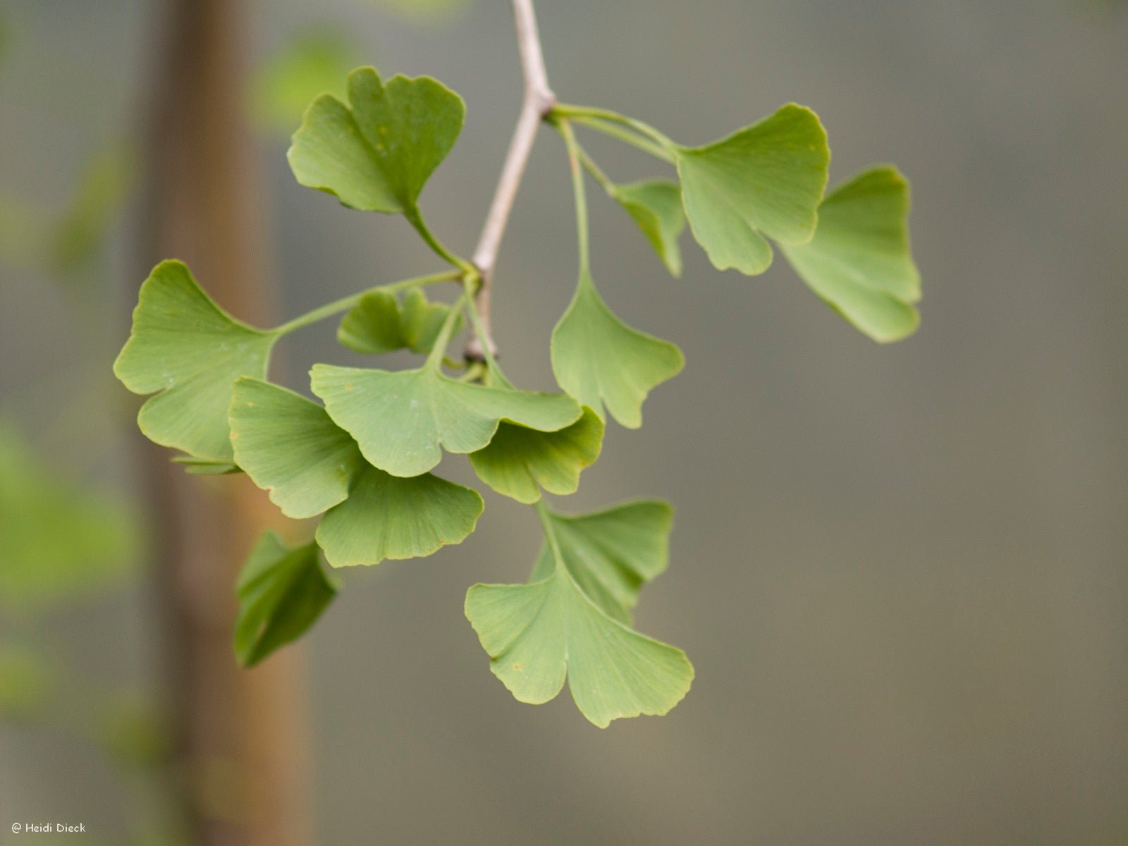 Ginkgo biloba 'Green Pagoda' - Herrenkamper Gärten - Pflanzenraritäten