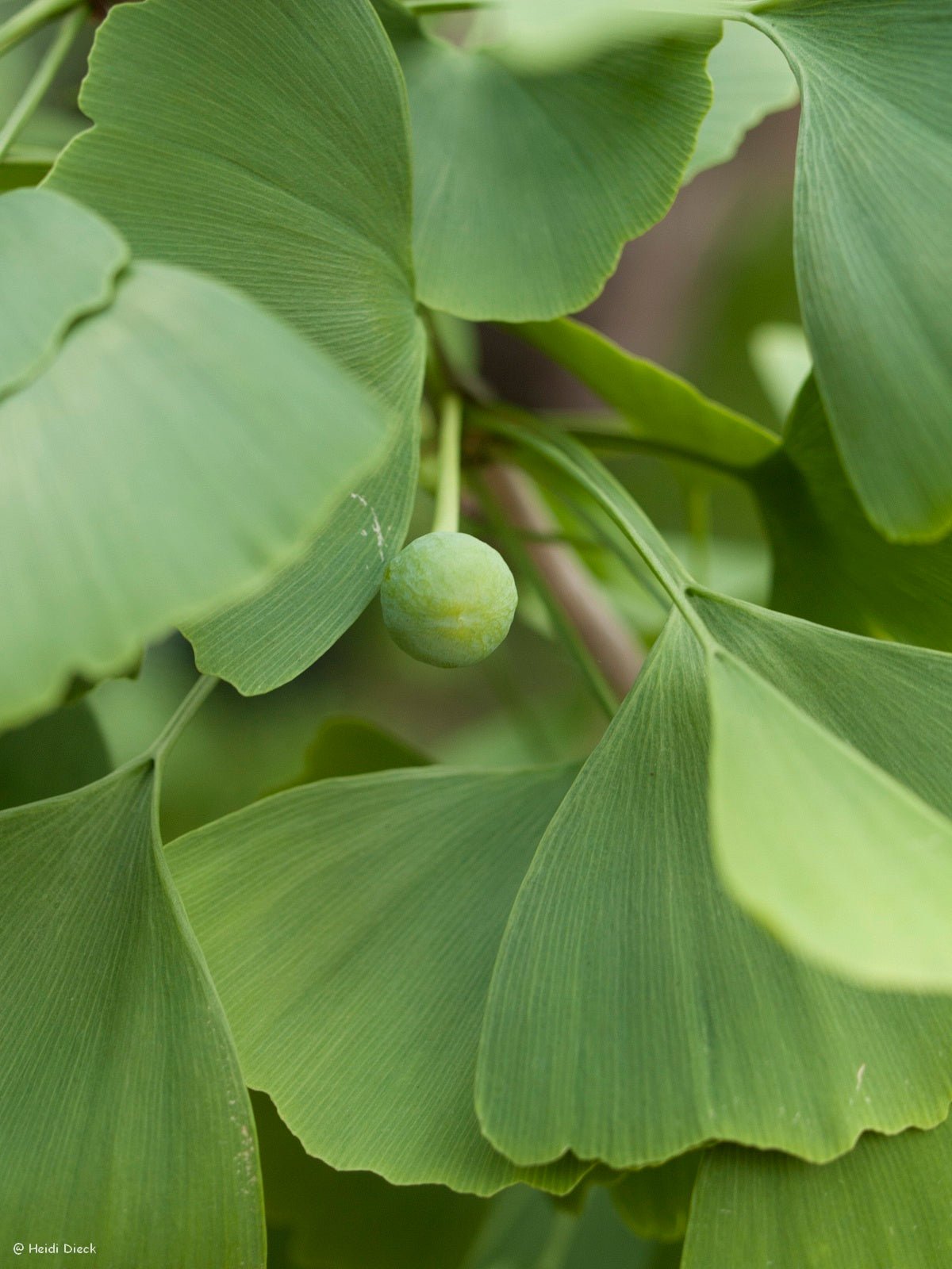 Ginkgo biloba 'Hayanari' - Herrenkamper Gärten - Pflanzenraritäten