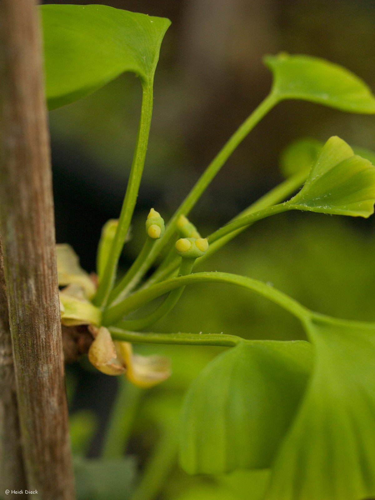 Ginkgo biloba 'Hayanari' - Herrenkamper Gärten - Pflanzenraritäten