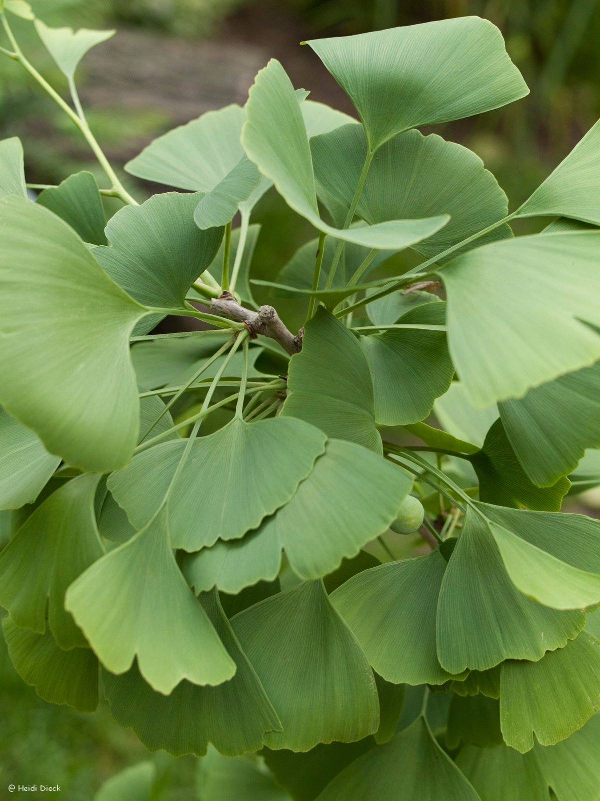 Ginkgo biloba 'Hayanari' - Herrenkamper Gärten - Pflanzenraritäten