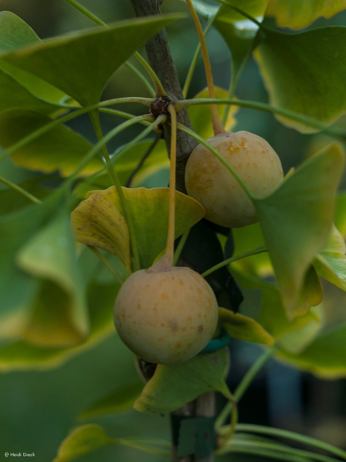 Ginkgo biloba 'Hayanari' - Herrenkamper Gärten - Pflanzenraritäten