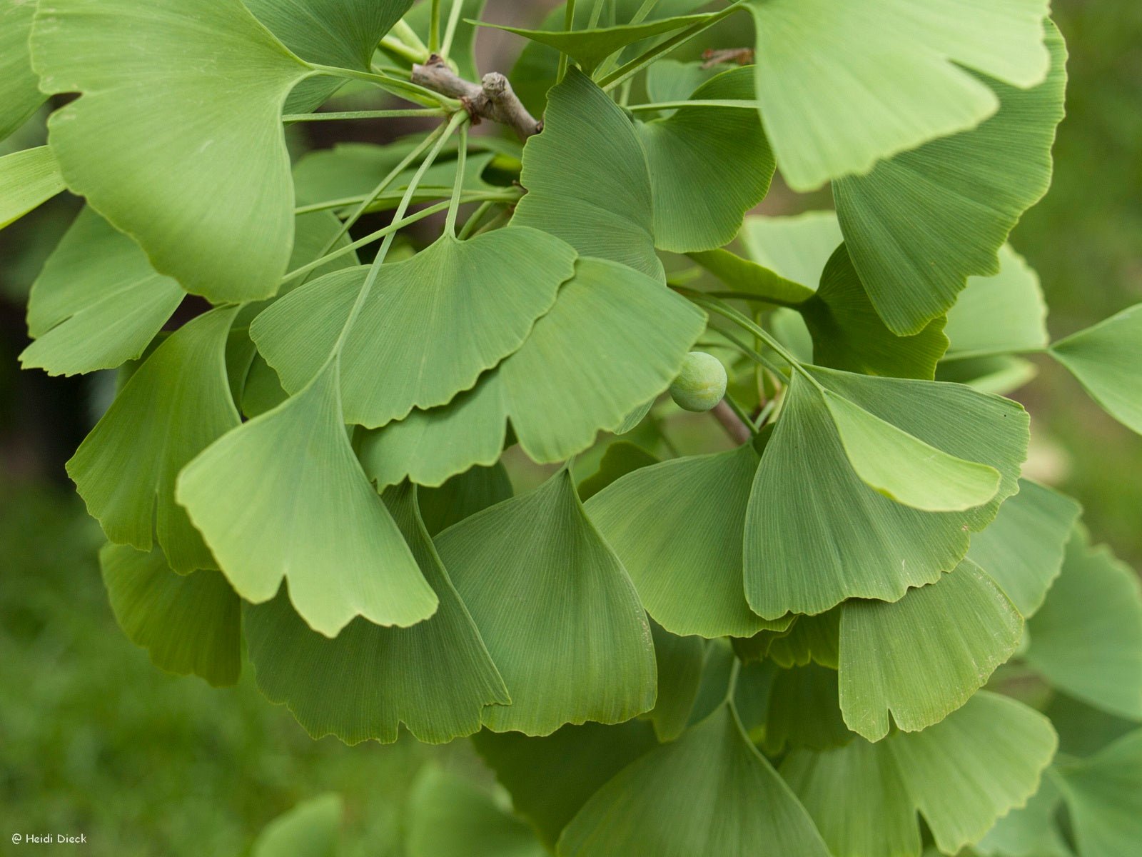 Ginkgo biloba 'Hayanari' - Herrenkamper Gärten - Pflanzenraritäten