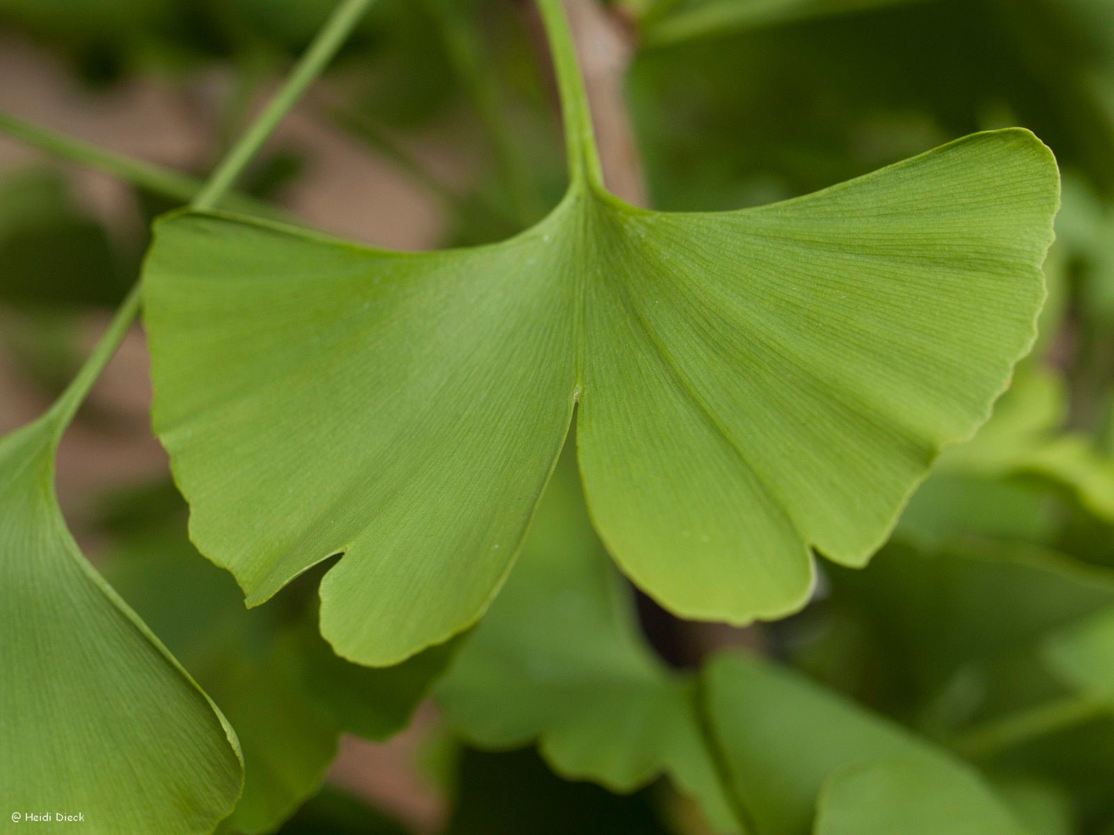 Ginkgo biloba 'HB Trompenburg' - Herrenkamper Gärten - Pflanzenraritäten