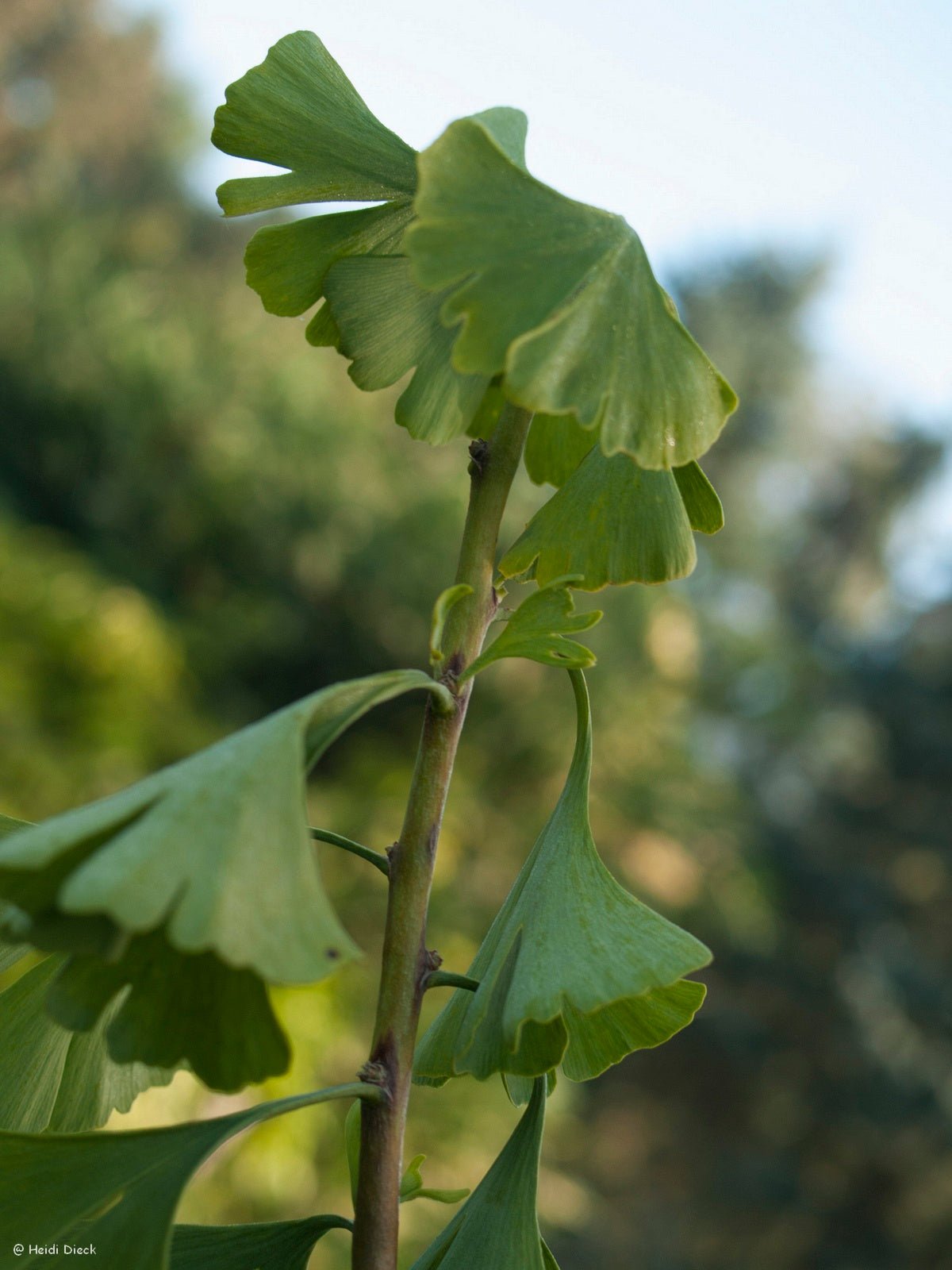 Ginkgo biloba 'HB Trompenburg' - Herrenkamper Gärten - Pflanzenraritäten