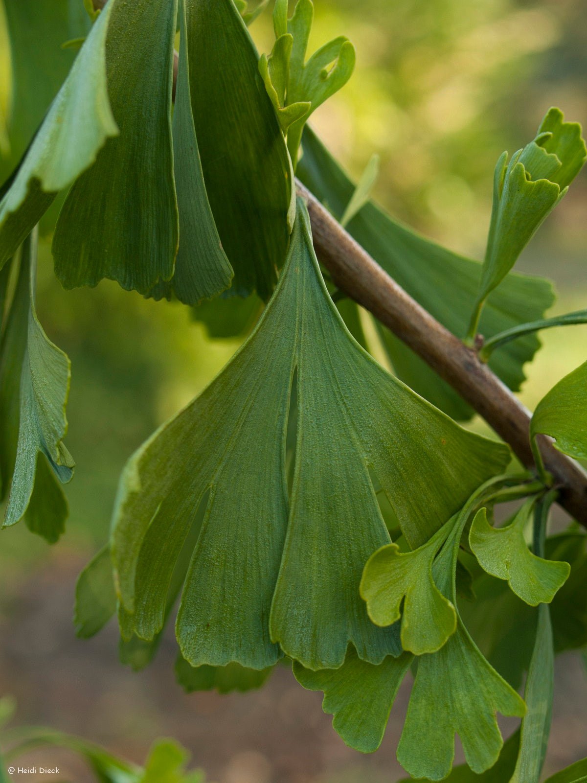 Ginkgo biloba 'HB Trompenburg' - Herrenkamper Gärten - Pflanzenraritäten