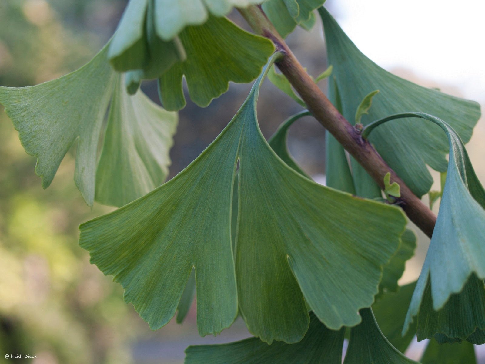 Ginkgo biloba 'HB Trompenburg' - Herrenkamper Gärten - Pflanzenraritäten