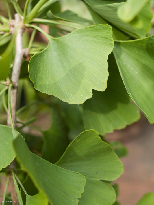 Ginkgo biloba 'Heksembezen Leiden' - Herrenkamper Gärten - Pflanzenraritäten