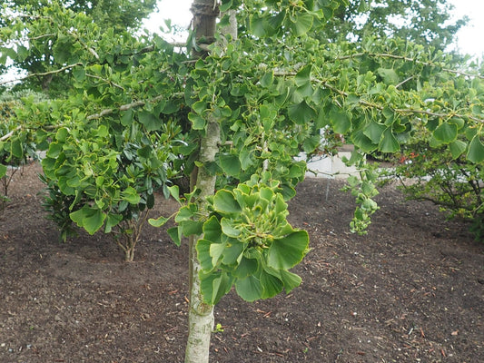 Ginkgo biloba 'Horizontalis' - Herrenkamper Gärten - Pflanzenraritäten