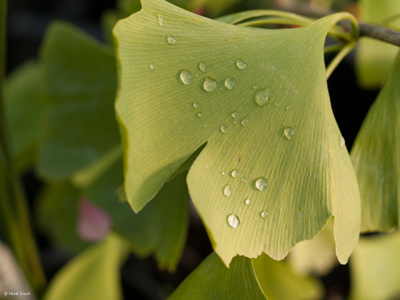 Ginkgo biloba 'Horizontalis Nana' - Herrenkamper Gärten - Pflanzenraritäten