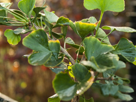 Ginkgo biloba 'Jade Butterflies' - Herrenkamper Gärten - Pflanzenraritäten