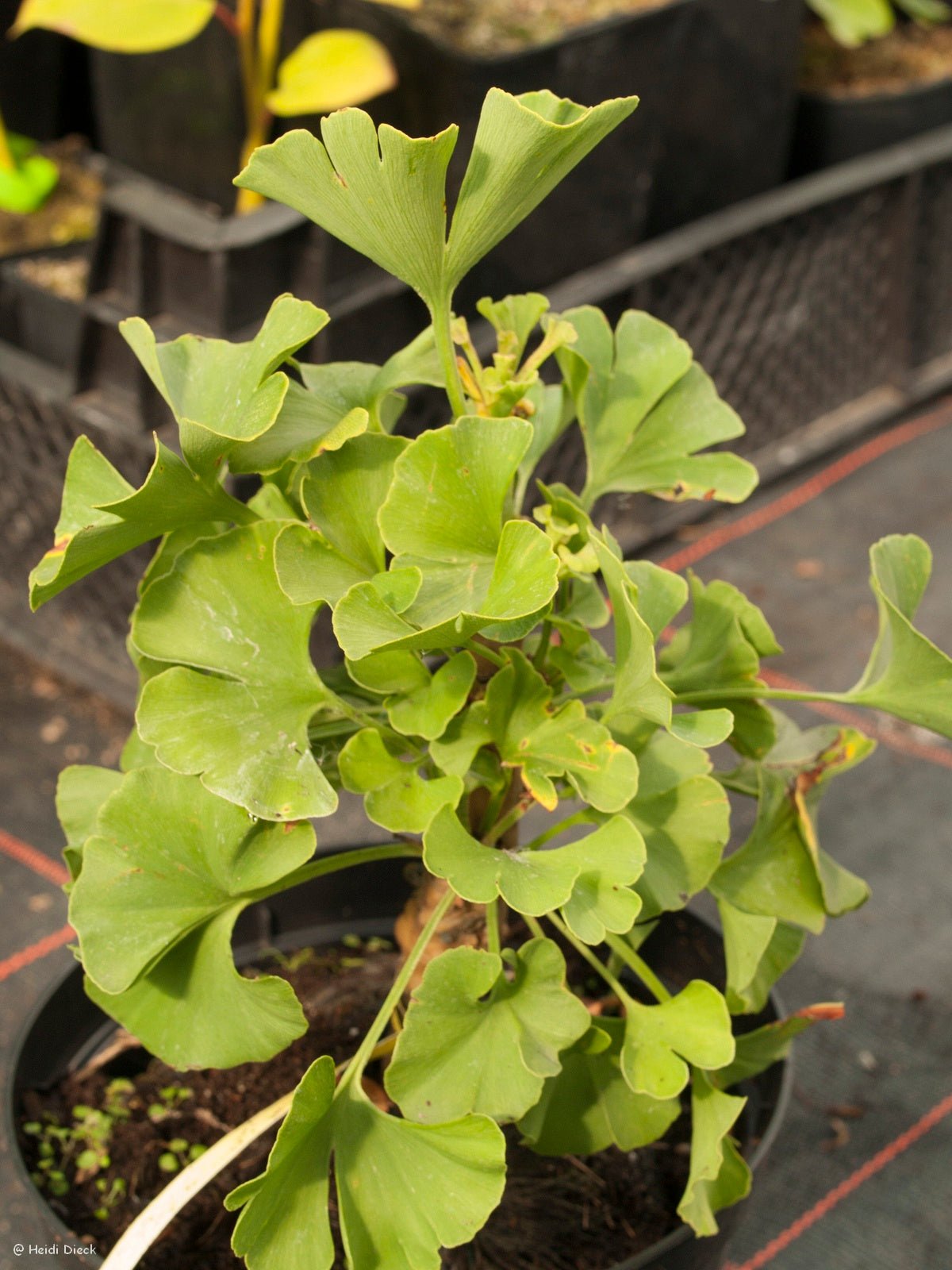 Ginkgo biloba 'Jeosaphat' - Herrenkamper Gärten - Pflanzenraritäten