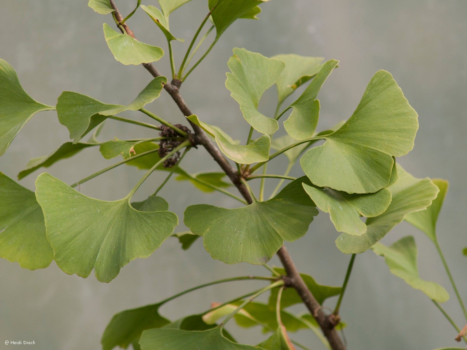 Ginkgo biloba 'Katlan' - Herrenkamper Gärten - Pflanzenraritäten