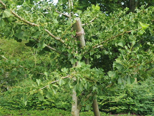 Ginkgo biloba 'King of Dongting' - Herrenkamper Gärten - Pflanzenraritäten