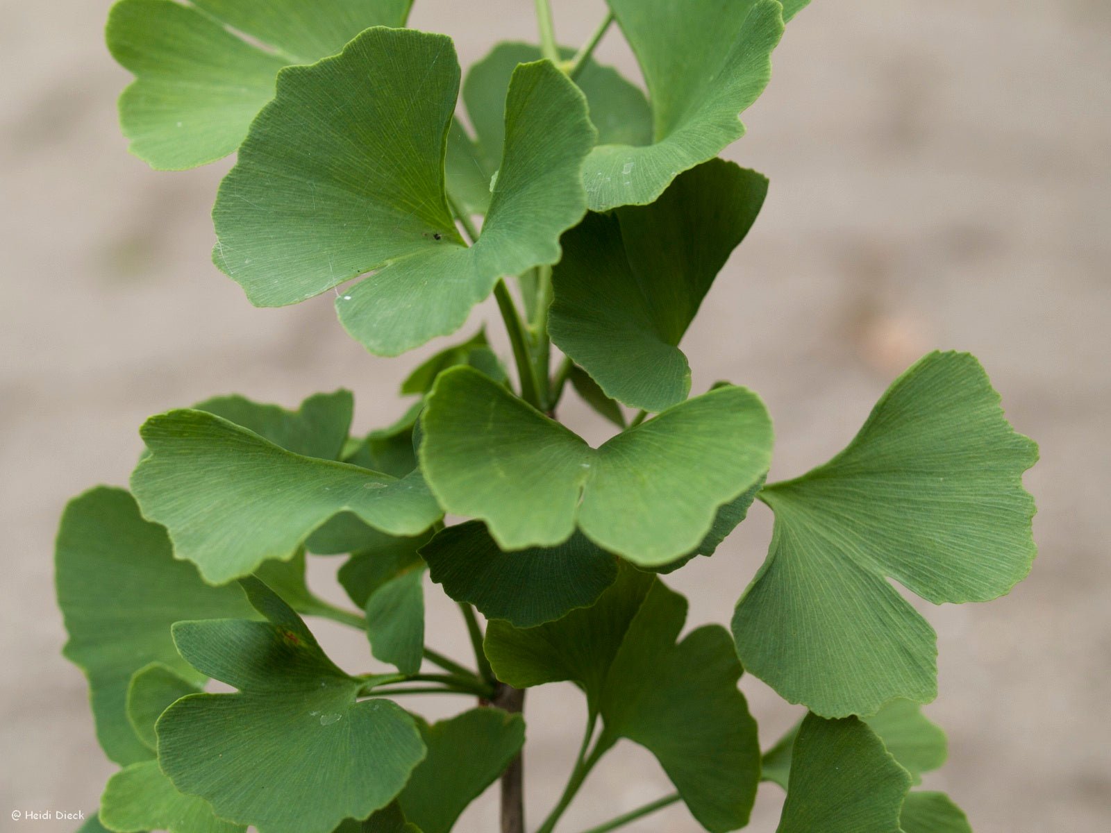 Ginkgo biloba 'Kitsi' - Herrenkamper Gärten - Pflanzenraritäten