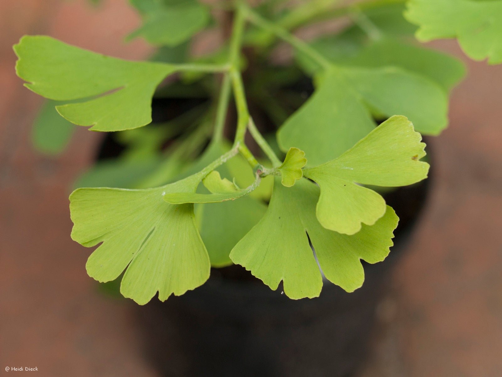 Ginkgo biloba 'Korinek' - Herrenkamper Gärten - Pflanzenraritäten