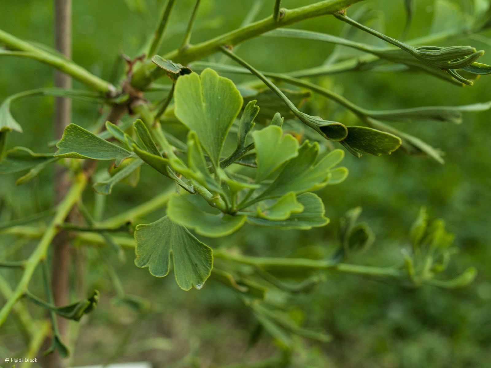 Ginkgo biloba 'Korinek' - Herrenkamper Gärten - Pflanzenraritäten