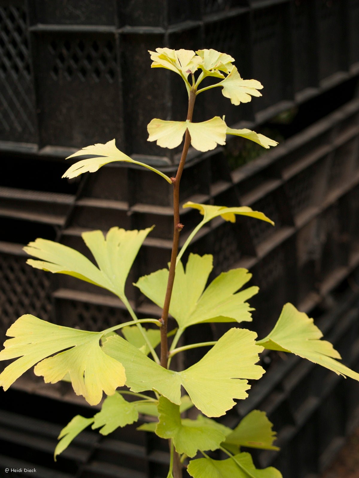 Ginkgo biloba 'Kristina' - Herrenkamper Gärten - Pflanzenraritäten