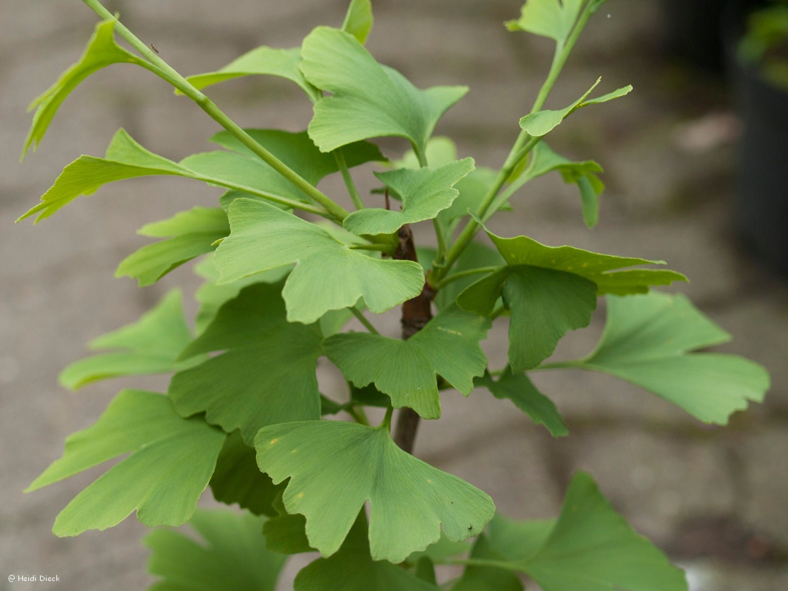 Ginkgo biloba 'Kristina' - Herrenkamper Gärten - Pflanzenraritäten