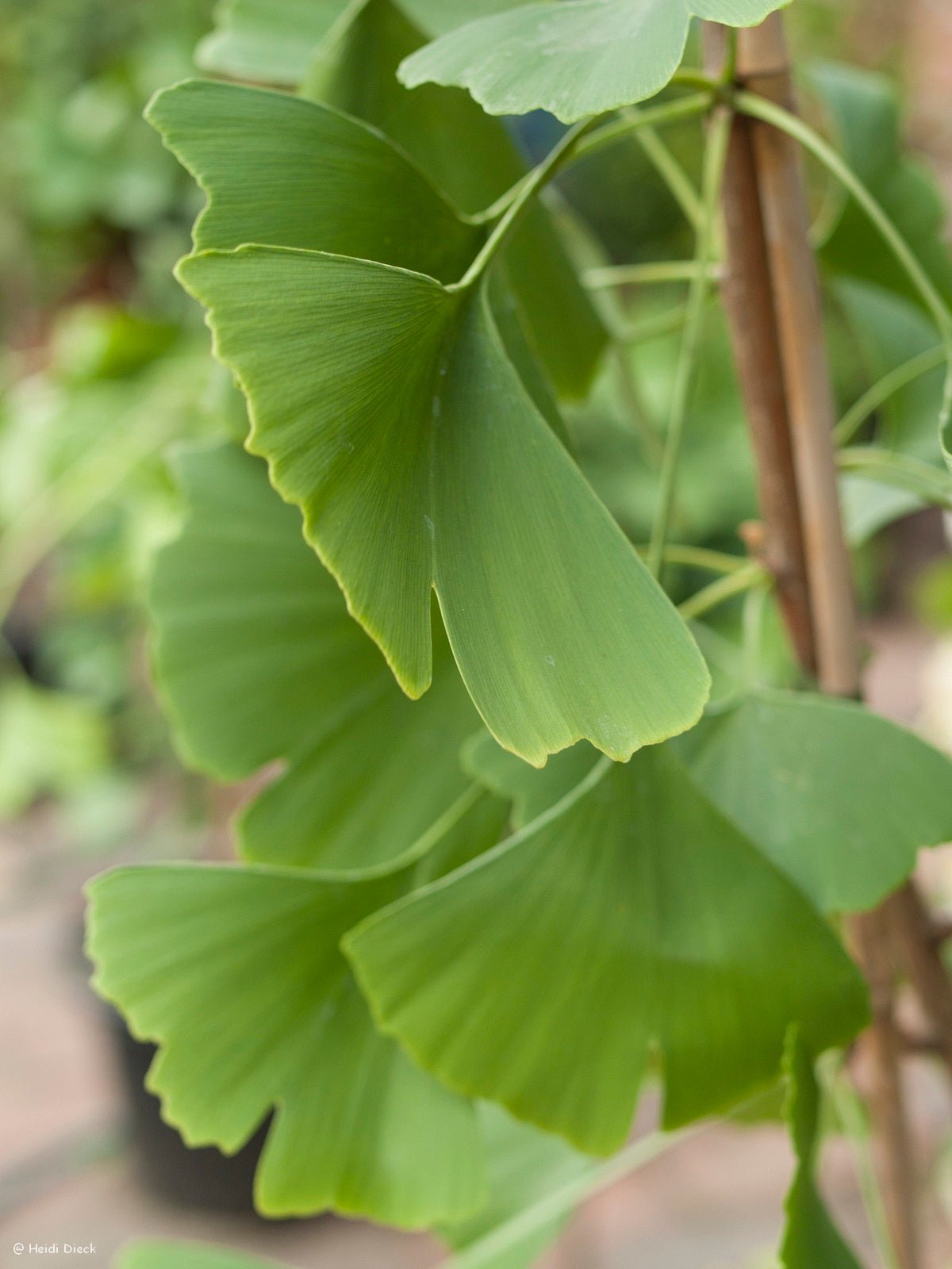 Ginkgo biloba 'Lakeview' - Herrenkamper Gärten - Pflanzenraritäten