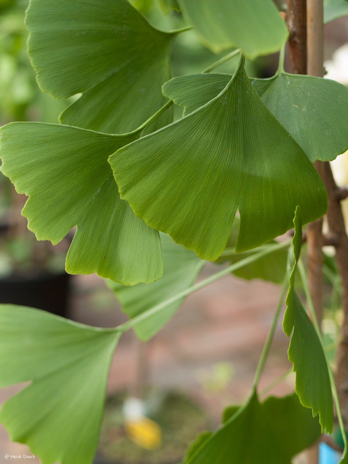 Ginkgo biloba 'Lakeview' - Herrenkamper Gärten - Pflanzenraritäten