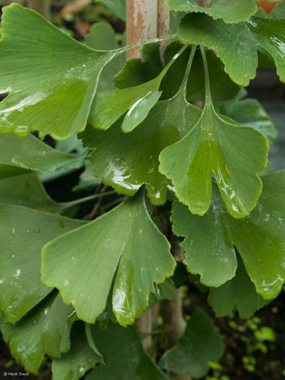 Ginkgo biloba 'Late Fall Gold' - Herrenkamper Gärten - Pflanzenraritäten