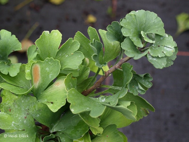 Ginkgo biloba 'Lehda' - Herrenkamper Gärten - Pflanzenraritäten