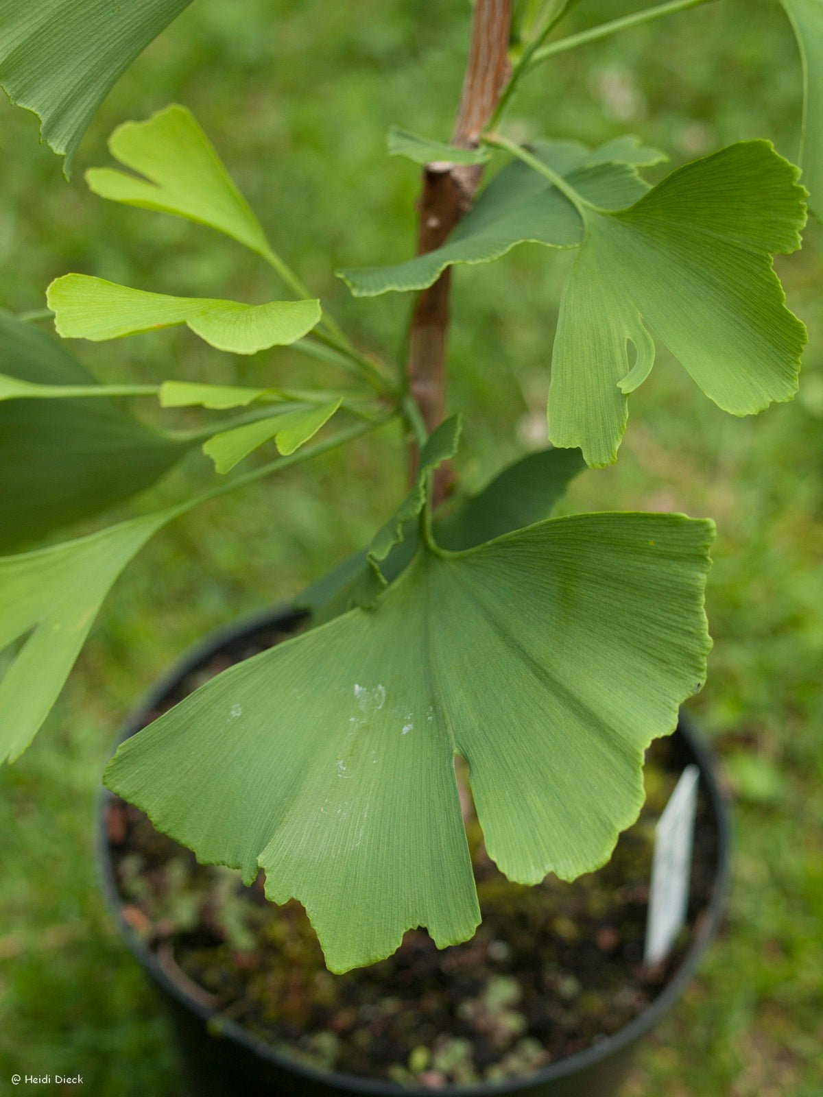 Ginkgo biloba 'Magnifica' - Herrenkamper Gärten - Pflanzenraritäten