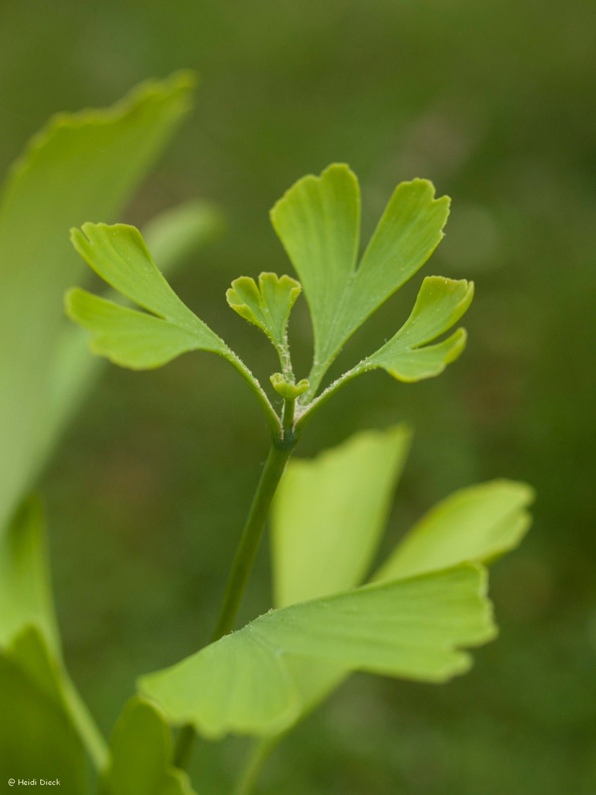 Ginkgo biloba 'Magnifica' - Herrenkamper Gärten - Pflanzenraritäten