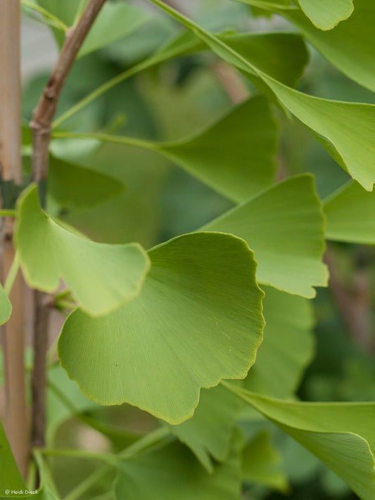 Ginkgo biloba 'Magyar' - Herrenkamper Gärten - Pflanzenraritäten