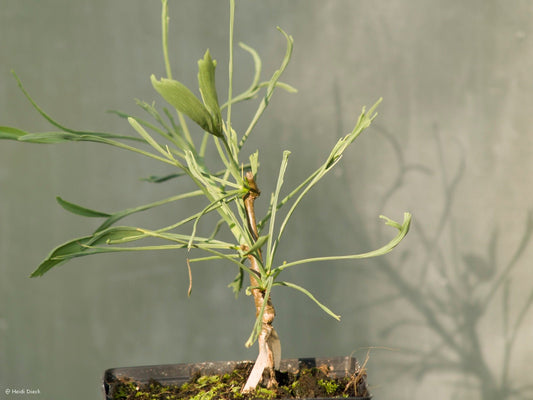 Ginkgo biloba 'Majestic Weeper' - Herrenkamper Gärten - Pflanzenraritäten