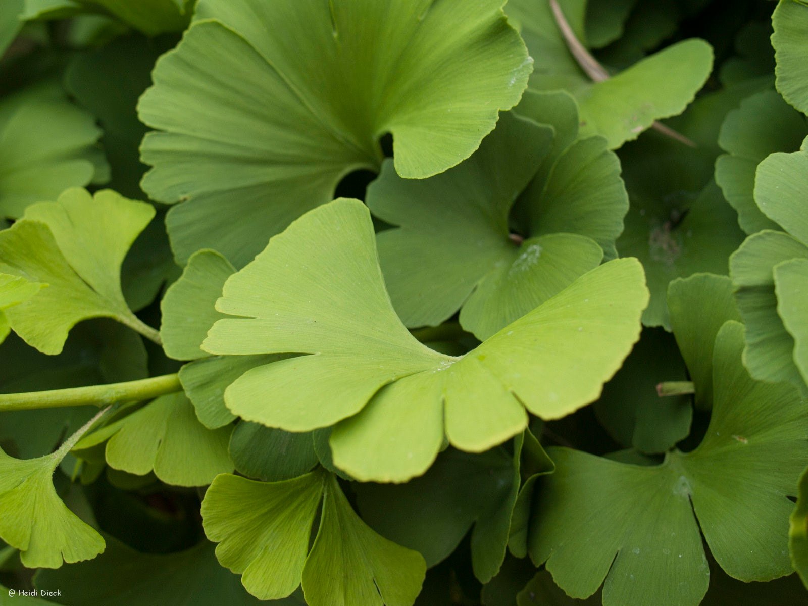 Ginkgo biloba 'Mariken' - Herrenkamper Gärten - Pflanzenraritäten