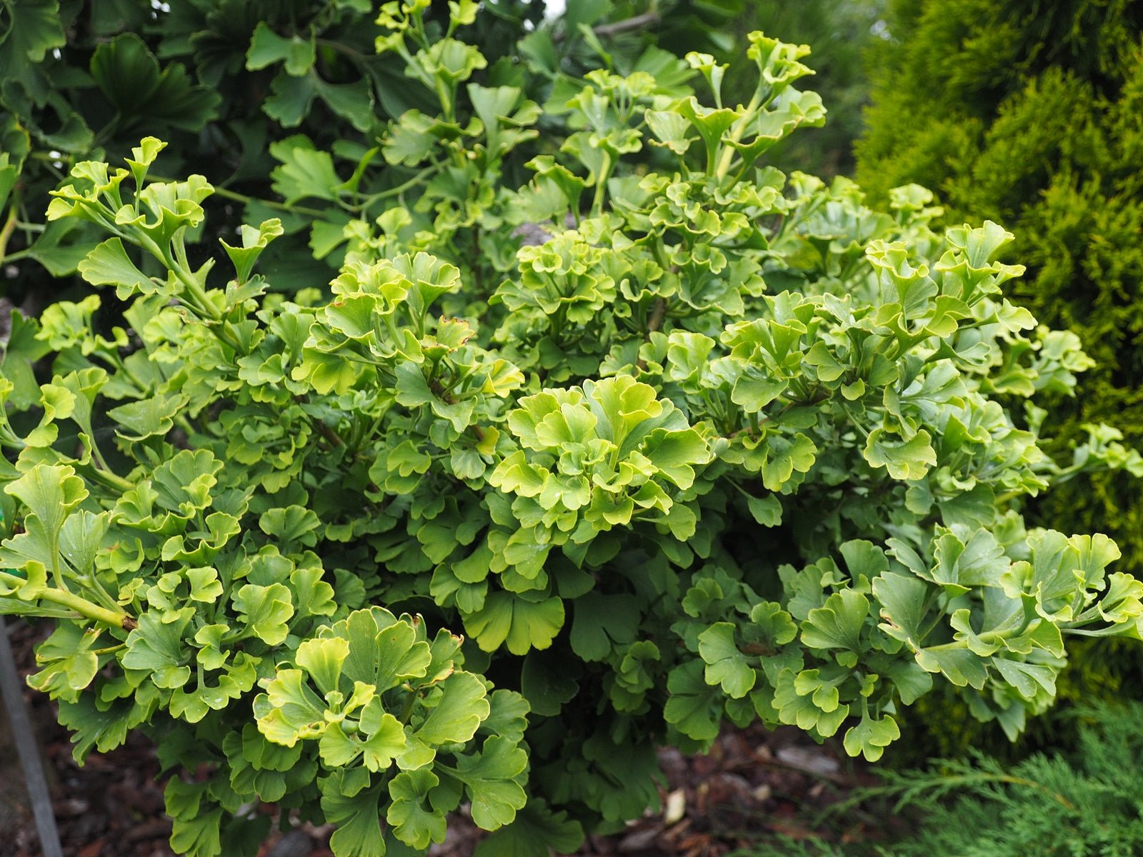 Ginkgo biloba 'Mariken' - Herrenkamper Gärten - Pflanzenraritäten