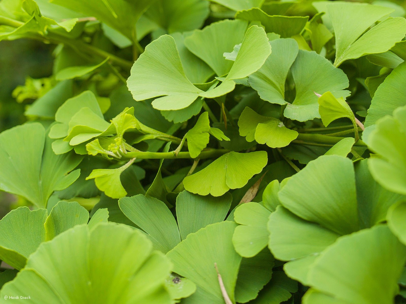 Ginkgo biloba 'Mariken' - Herrenkamper Gärten - Pflanzenraritäten