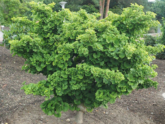 Ginkgo biloba 'Mariken' - Herrenkamper Gärten - Pflanzenraritäten